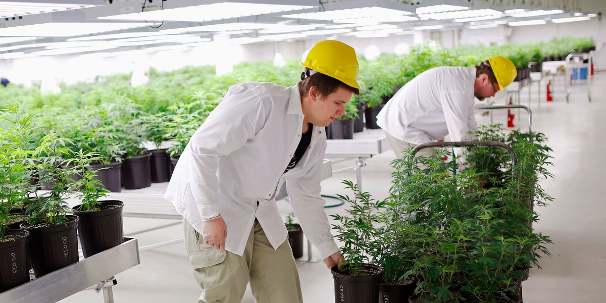 A worker prepares to move marijuana plants into a growing room at Tweed Marijuana Inc in Smith's Falls, Ontario.