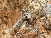 20 év után újra lefotózták Kína egyik legmisztikusabb, egyben legbájosabb kihalófélben lévő állatát
