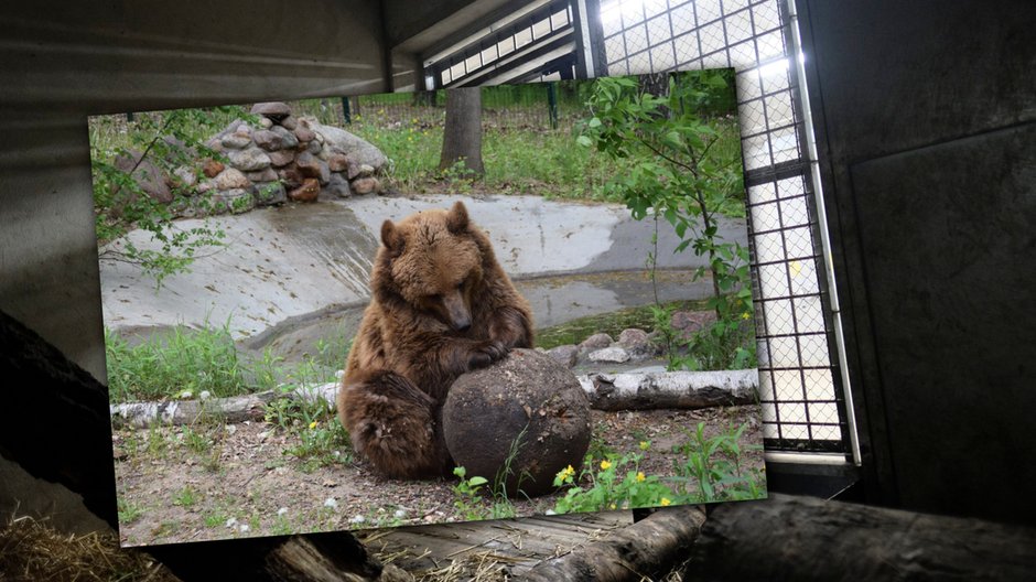 Jedna z niedźwiedzic, które dotarły do zoo w Poznaniu. W tle poznańska niedźwiedziarnia