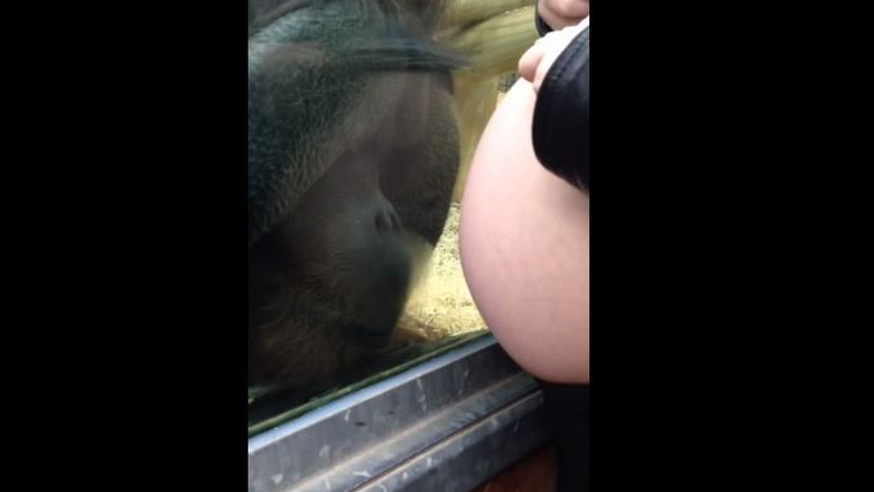 Pewna kobieta (w zaawansowanej ciąży) z angielskiej miejscowości Colchester wybrała się razem z mężem do lokalnego zoo. Kiedy orangutan zobaczył jej ciążowy brzuszek, to zrobił coś niesamowitego!
