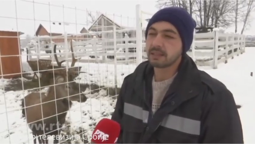 Milan Kojić, zoološki vrt Ub