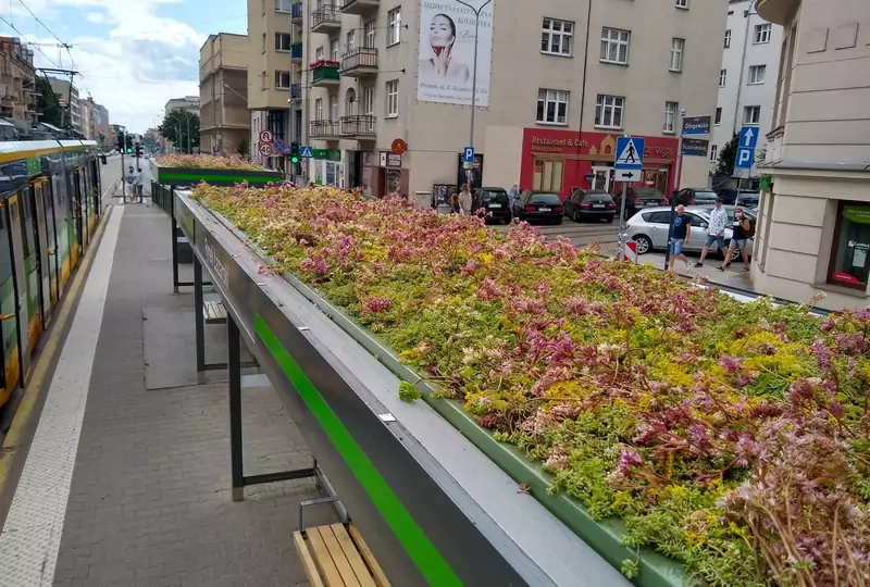 Zielone dachy na przystankach w Poznaniu. To sposób na betonozę