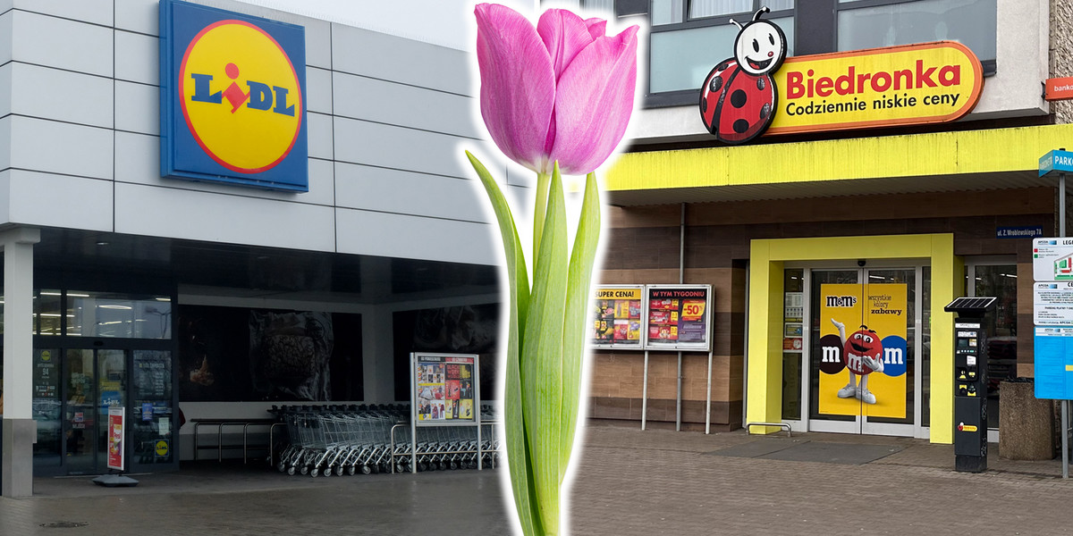 Sieci handlowe biją się na ceny tulipanów. 