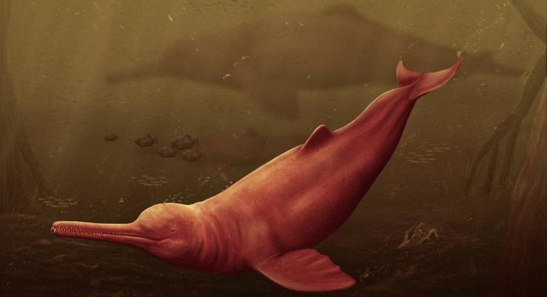 The Pebanista yacuruna is one of the largest known river dolphins [Science Advances]