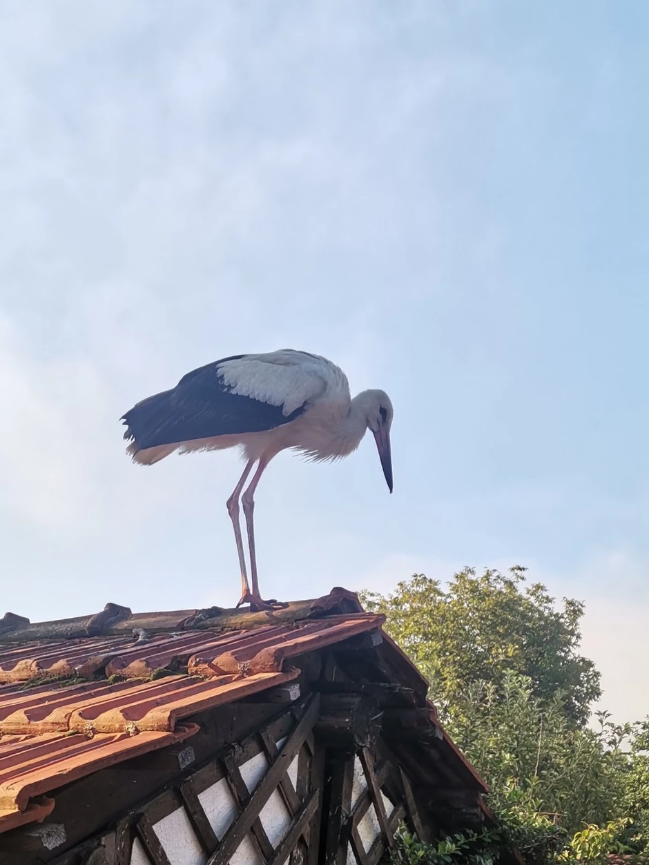 Svi se nadaju da će ga videti dogodine na krovu škole