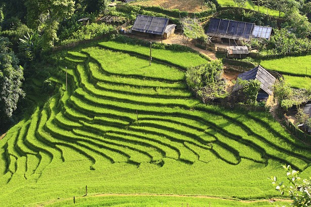 Tarasy ryżowe w Banaue