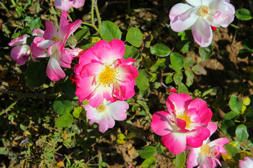 Kwiaty dzikiej róży - nightowl/pixabay.com