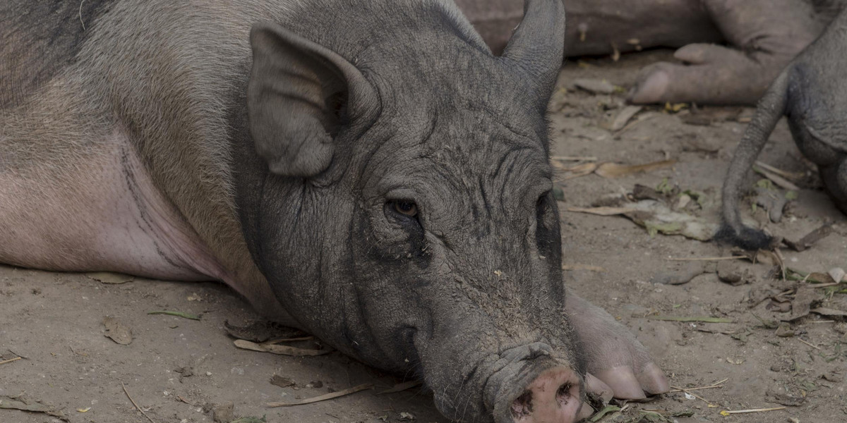 Świnie zjadły 4-latka. Policja znalazła nadgryzione zwłoki (fot. ilustracyjne)