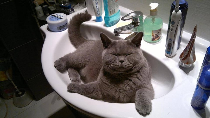 Kolejny kot w umywalce
