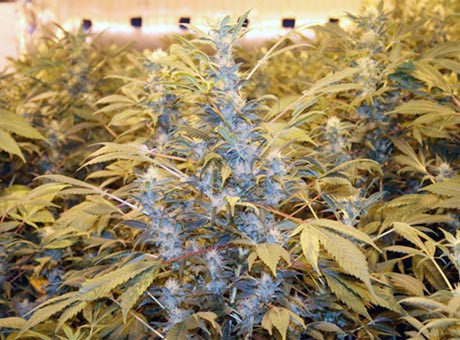 Policja odkryła prawdziwą fabrykę marihuany