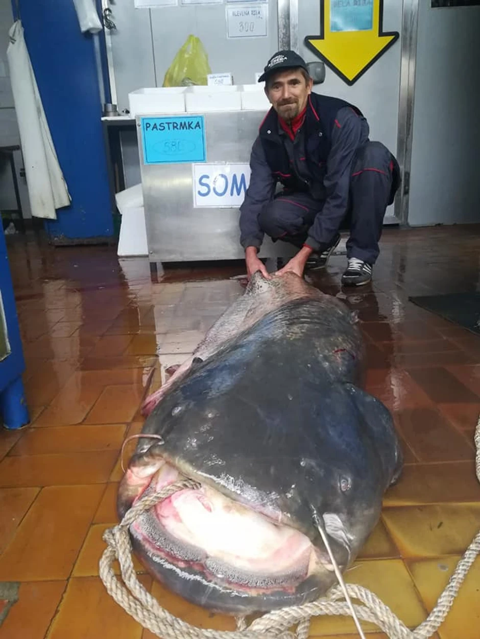 Som kapitalac od 56 kilograma