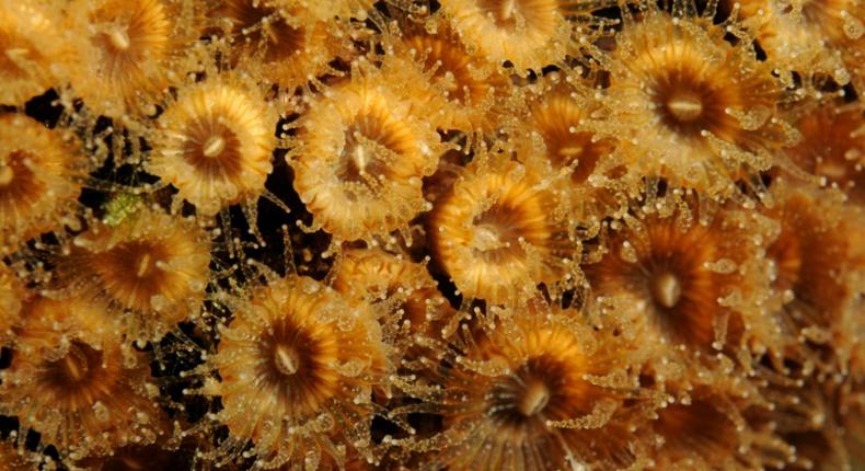 In this undated photo released by Science Advances, Cladocora caespitosa coral polyps are seen underwater near the Columbretes Islands in the Mediterranean Sea