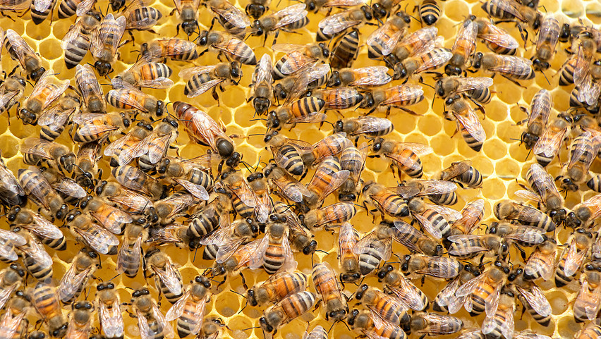 Több ezer méhet égetnek el Hódmezővásárhelyen