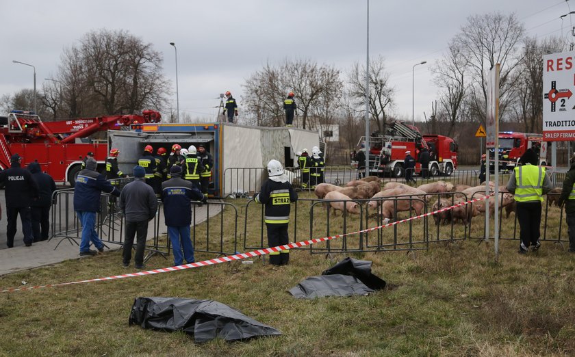 Wypadek. Przewrócił się tir ze świniami