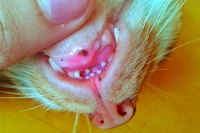 Dziwne plamki na dziąsłach kota przestraszyły właściciela. Weterynarka tłumaczy, co to takiego