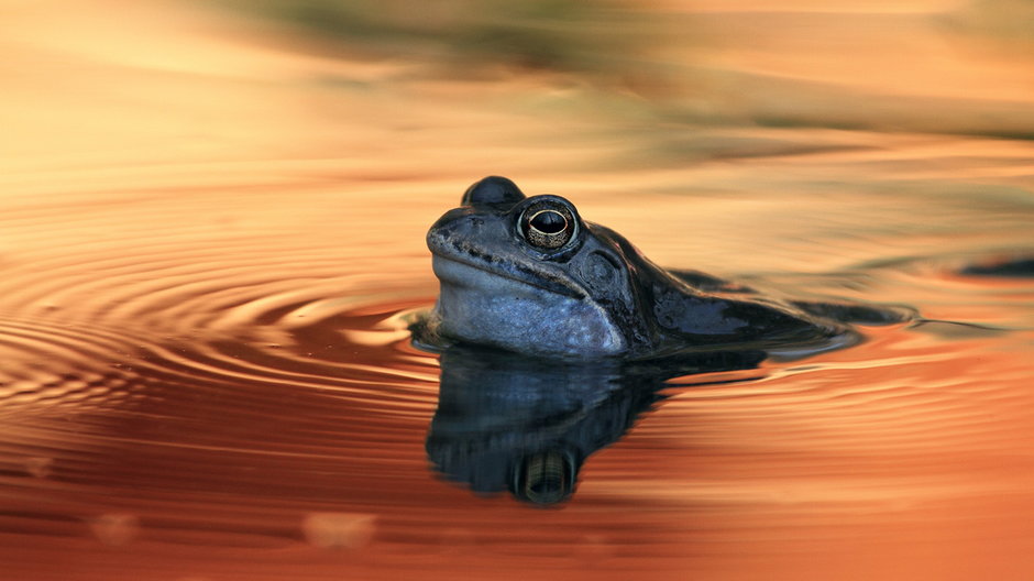 Samce żab trawnych w okresie godowym są wdzięcznymi modelami