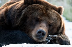 QUIZ dla małych i dużych. Odpowiesz poprawnie, które zwierzęta przesypiają zimę?