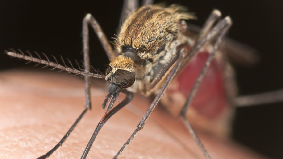 Plaga moskitów gigantów, dwudziestokrotnie większych od zwykłych, zagraża tego lata Florydzie, chociaż amerykańscy operatorzy turystyczni uspokajają klientów, którzy chcieliby spędzić tam urlopy, że ukąszenia tych "bestii" nie będą zbyt groźne dla zdrowia.