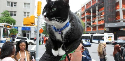 Chodzi z kotem na głowie po Nowym Jorku