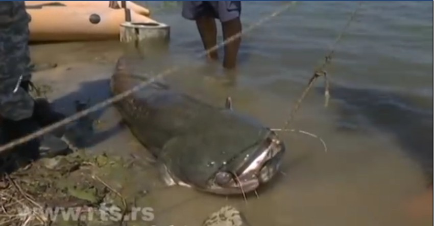 Som je duži od dva i po metara