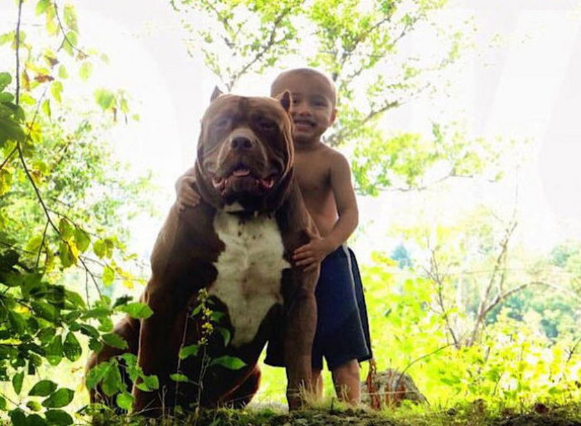 Największy pitbull na świecie