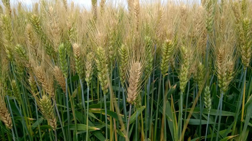 Természetes-Fusarium-fertőzés-őszi-búzán