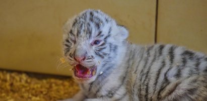 Sensacja w zoo safari: biała tygrysica urodziła czworaczki