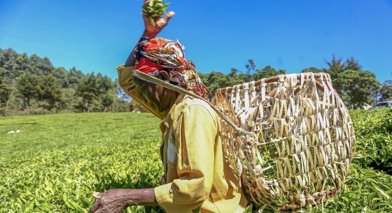 KAHIGA-INI, TETU, NYERI, KENYA - 2019/02/18: A woman worker seen plucking tea-leaves at the Nyayo Tea Zone in Nyeri County. (Photo by Billy Mutai/SOPA Images/LightRocket via Getty Images)