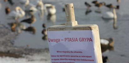 Coraz więcej przypadków ptasiej grypy na Pomorzu. Gdańsk obszarem wysokiego ryzyka