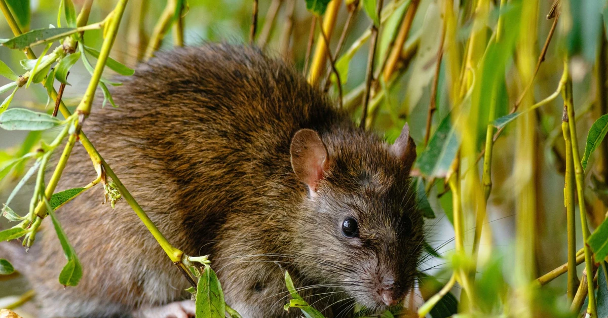 Co przyciąga szczury w ogrodzie? Jak wytępić szczury? Skuteczny domowy sposób na szczury w ogrodzie