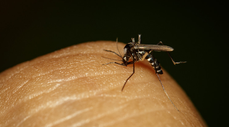 Dengue lázzal fertőzött szúnyog csípett meg egy népszerű magyar modellt / Illusztráció: Northfoto