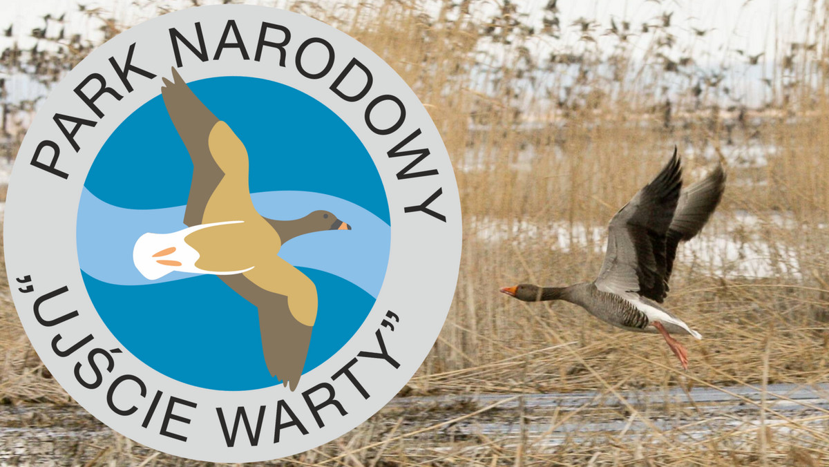 Park Narodowy Ujście Warty zmienia swoje logo. Będzie na nim inny gatunek gęsi