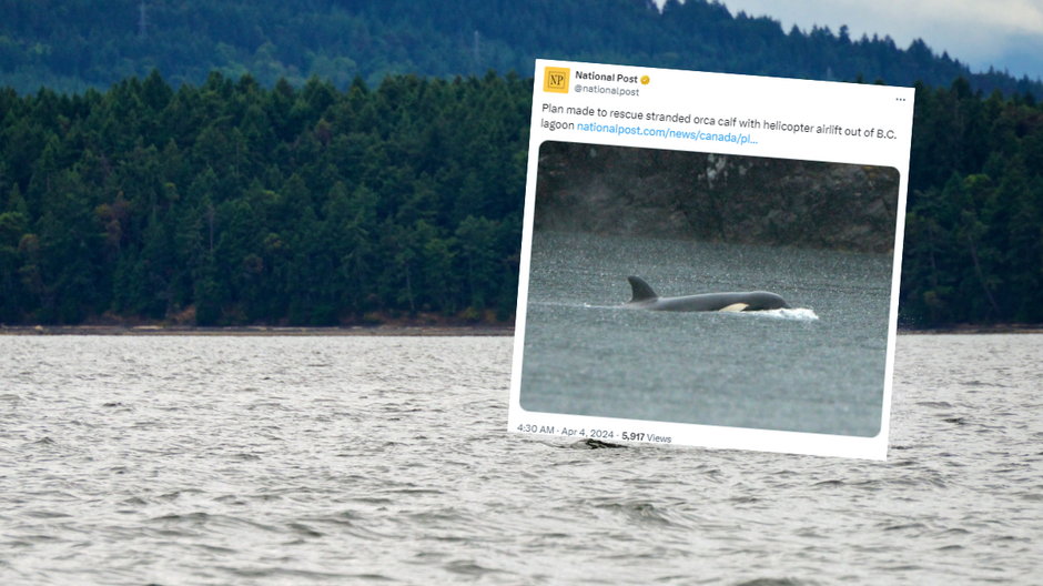Orka uwięziona w zatoce w północnej części Wyspy Vancouver