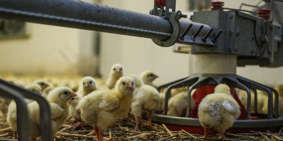 Jak wygląda hodowla na polskich fermach? "Sytuacja jest niedopuszczalna"