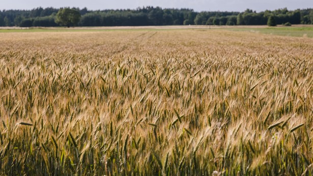 Ukraina: Rosjanie wywożą zagrabione zboże przez okupowany Berdiańsk