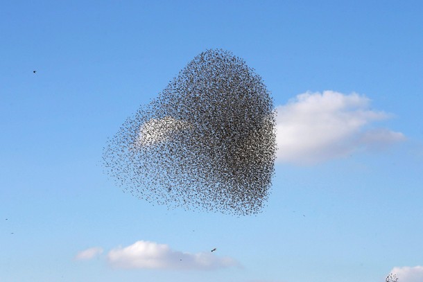 A murmuration of migrating starlings is seen across the sky near the city of Beer Sheva southern Isr