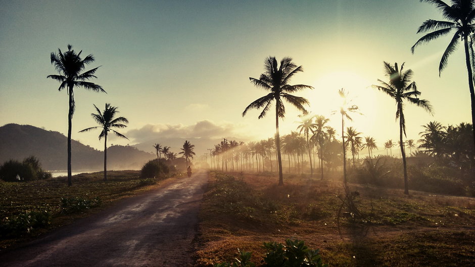 Za uprawami palm olejowych  stoi masowe wylesianie terenów
