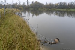 Miał chronić granice, a zabił dziesiątki zwierząt. Szokujący raport o concertinie