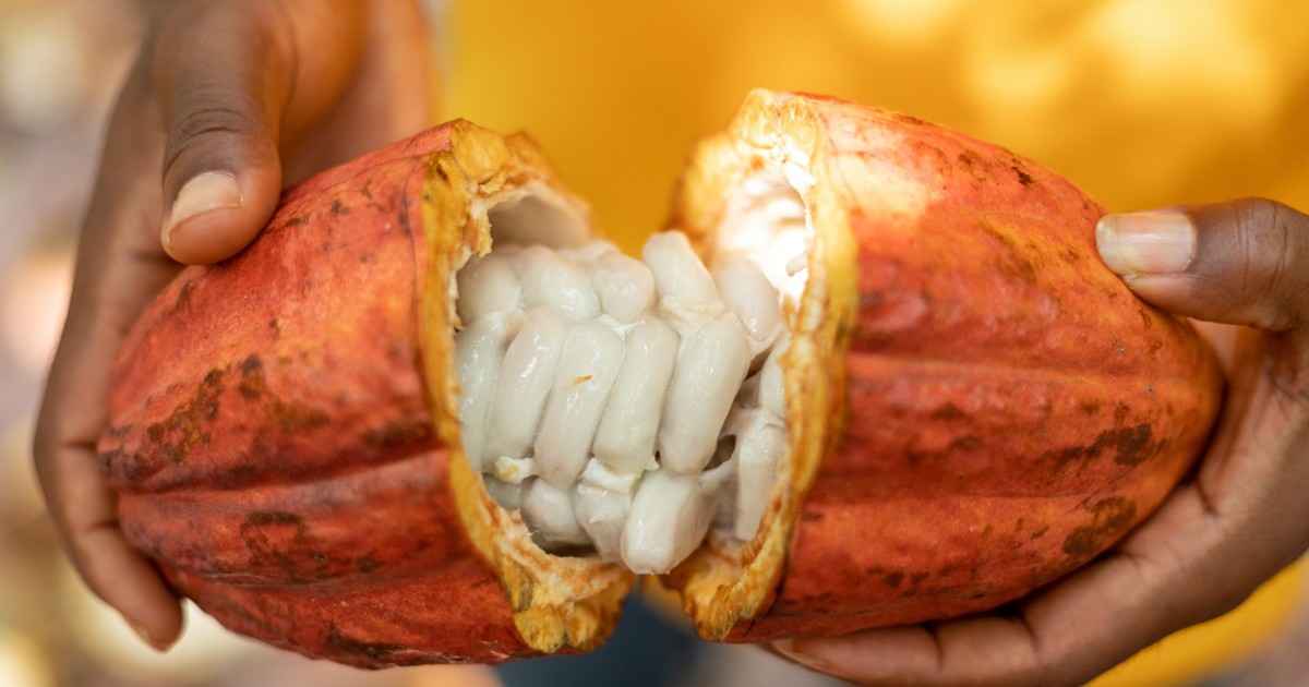 Koa raises $10M to build Africa's largest cocoa fruit factory - Vimarsana News
