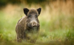 Świąteczny jelonek i martwa przepióreczka. Czasy szlachetnego łowiectwa już dawno są tylko bajką