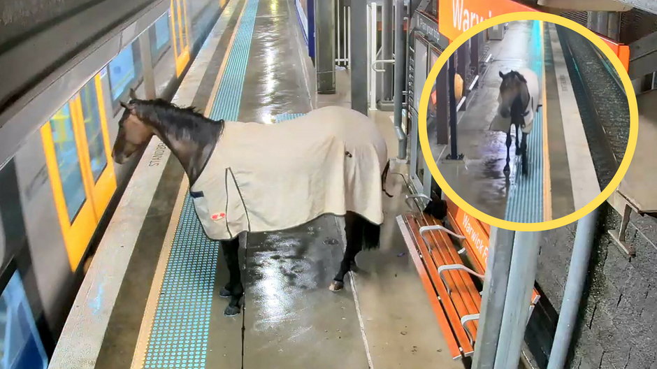Koń wbiegł na peron w Australii (screen: GuardianAustralia/YouTube)