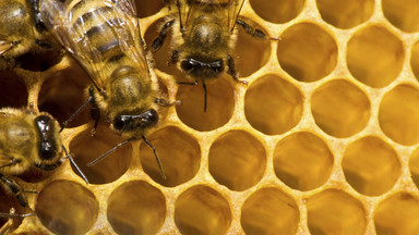 Pszczoły opuszczają ule; są w słabej kondycji
