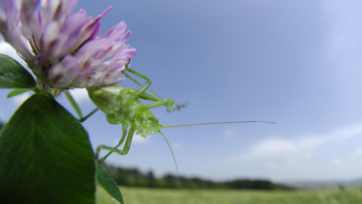 SPECKLED BUSH CRICKET