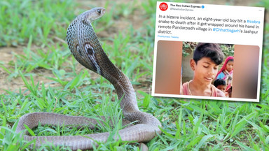 8-latek zabił jadowitą kobrę. Wykorzystał jedną z jej broni