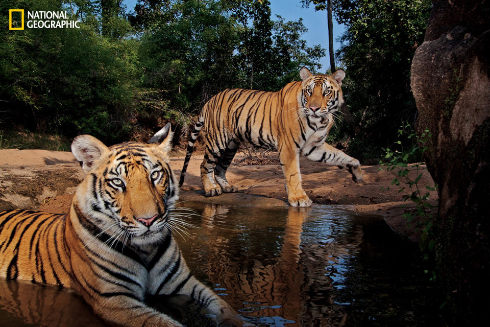2011 | Park Narodowy Bandhavgarh