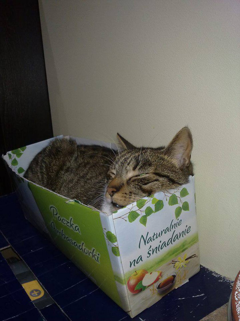 Kot w pudle