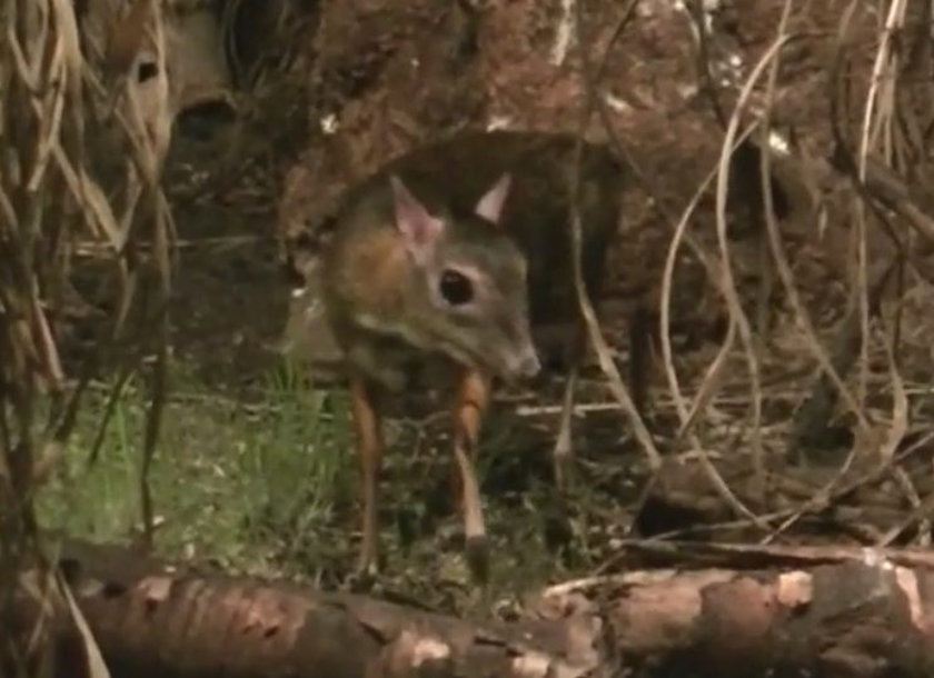 Mali mieszkańcy Nowego Zoo