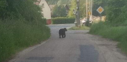 Niedźwiedź przechadzał się ulicami Nowego Sącza. Prezydent apeluje do mieszkańców: zostańcie w domach
