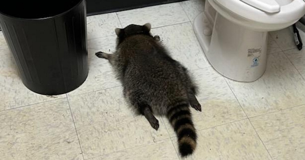 Wpadł przez sufit sklepu, wypił, co znalazł i "odpłynął". Służby ujawniają, co z szopem