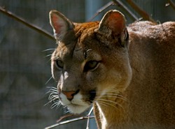 Ministerstwo: Nikt nie strzelał do pum